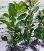 laur-englezesc-60-80-1