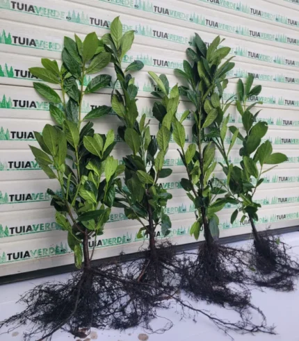 laur-englezesc-60-80-2