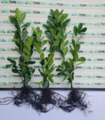 laur-englezesc-60-80-prima