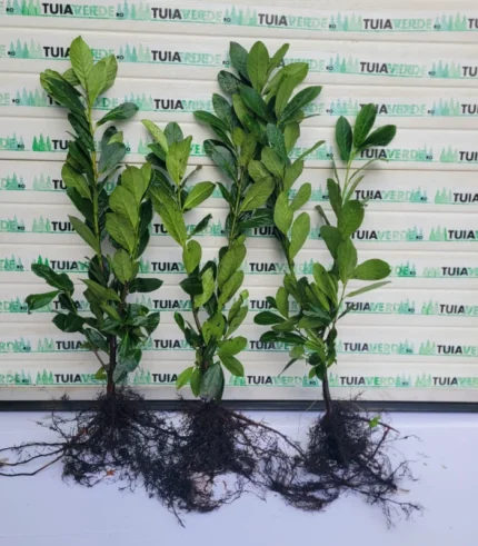 laur-englezesc-60-80-prima