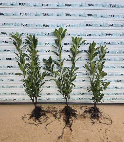 laur-englezesc-caucasica-1