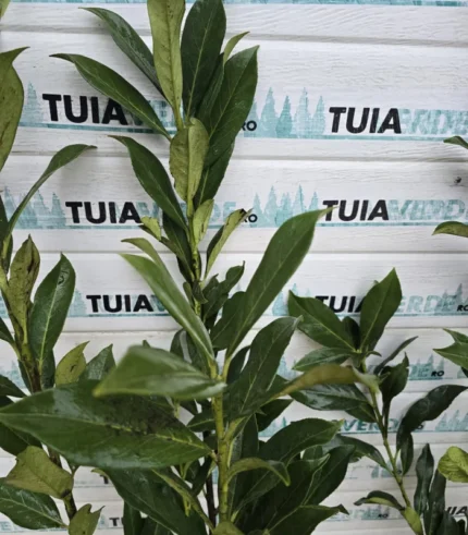 laur-englezesc-caucasica-2