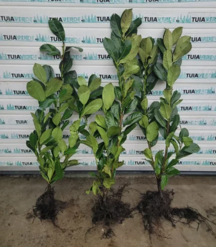 laur-englezesc-rotundifolia-1