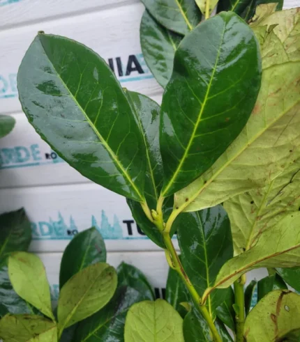 laur-englezesc-rotundifolia-2