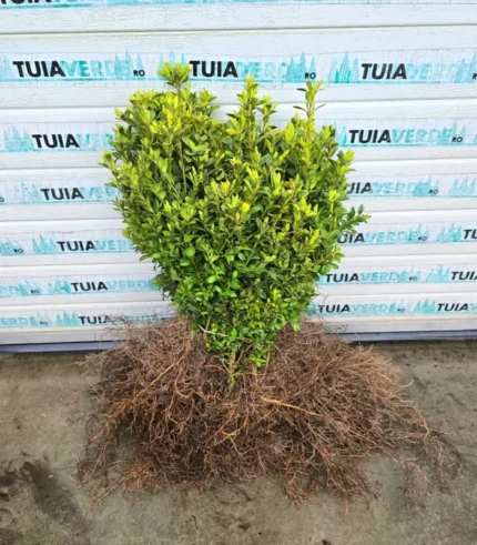 lemn-cainesc-ramificat-1