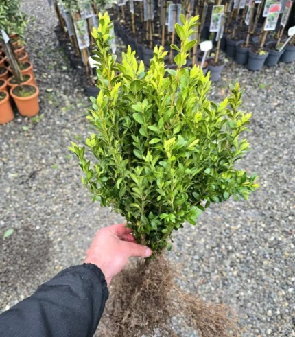 lemn-cainesc-ramificat-2