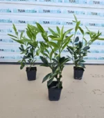 laur-caucasica-ghiveci-1