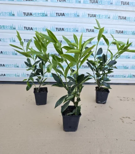 laur-caucasica-ghiveci-1