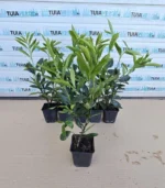 laur-caucasica-ghiveci-2