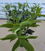 laur-caucasica-ghiveci-3