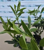 laur-caucasica-ghiveci-4