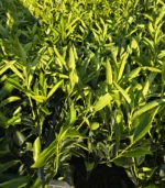 laur-caucasica-ghiveci-5