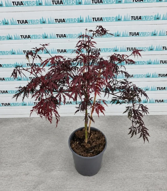 artar-japonez-dissectum-1