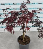 artar-japonez-dissectum-2
