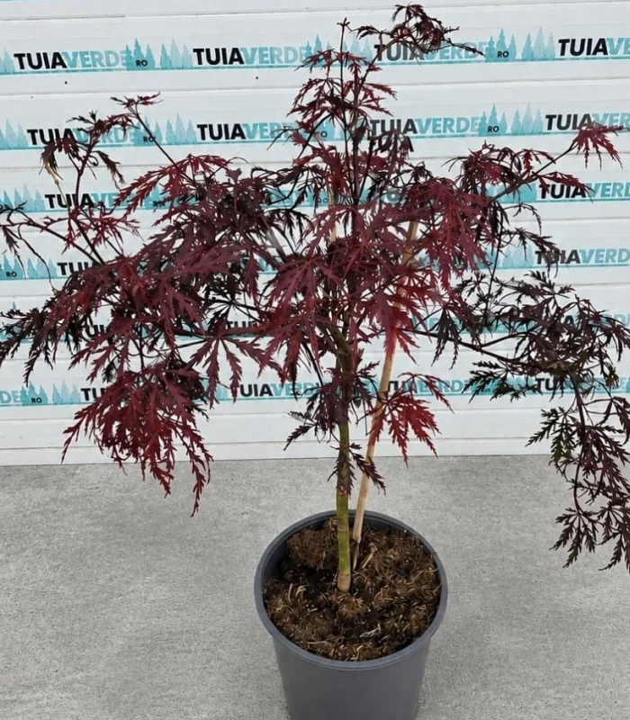 artar-japonez-dissectum-2
