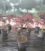 artar-japonez-dissectum-3