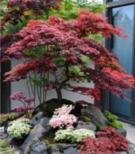 artar-japonez-dissectum-5