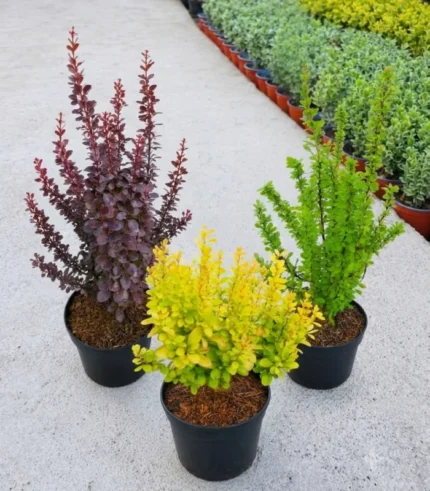berberis-thundbergii-3-culori