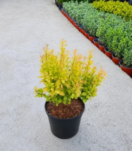 berberis-thundbergii-galben