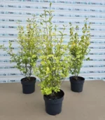euonymus-japonicus-elegantissimus-aureus-1