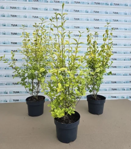 euonymus-japonicus-elegantissimus-aureus-1
