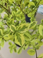 euonymus-japonicus-elegantissimus-aureus-2