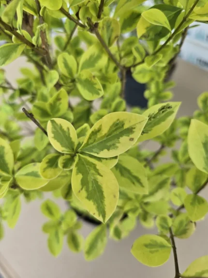 euonymus-japonicus-elegantissimus-aureus-2