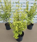 euonymus-japonicus-elegantissimus-aureus-3