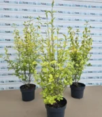 euonymus-japonicus-elegantissimus-aureus-4