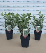 euonymus-japonicus-kathy-1