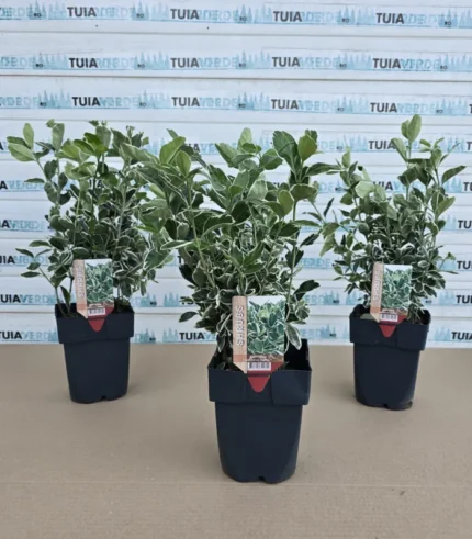 euonymus-japonicus-kathy-1