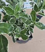 euonymus-japonicus-kathy-2