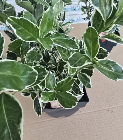 euonymus-japonicus-kathy-2
