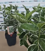 euonymus-japonicus-kathy-3