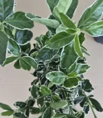 euonymus-japonicus-kathy-4