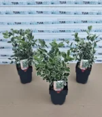 euonymus-japonicus-kathy-5
