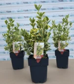 euonymus-japonicus-marieke-1