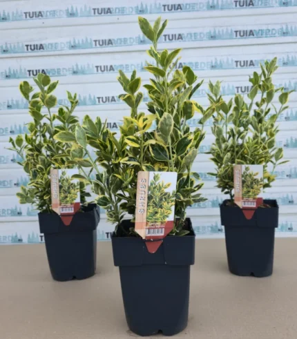 euonymus-japonicus-marieke-1