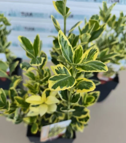 euonymus-japonicus-marieke-2