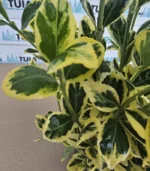 euonymus-japonicus-marieke-3