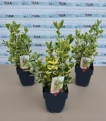 euonymus-japonicus-marieke-4