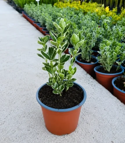 euonymus-kathy-1