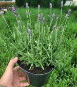 lavanda-ghiveci-2l-1
