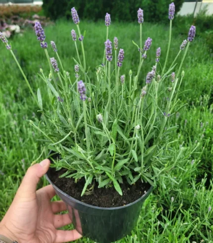 lavanda-ghiveci-2l-1