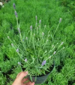 lavanda-ghiveci-2l-2