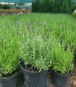lavanda-ghiveci-2l-3