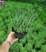 lavanda-ghiveci-2l-4