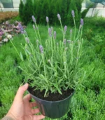 lavanda-ghiveci-2l-5