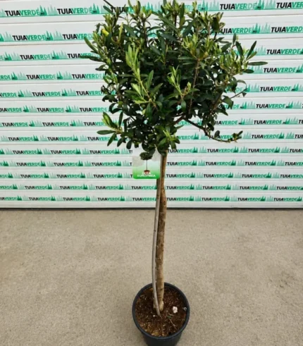 maslina-pe-tulpina-1