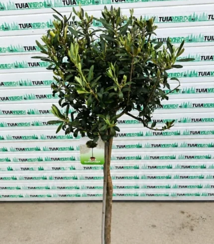 maslina-pe-tulpina-2